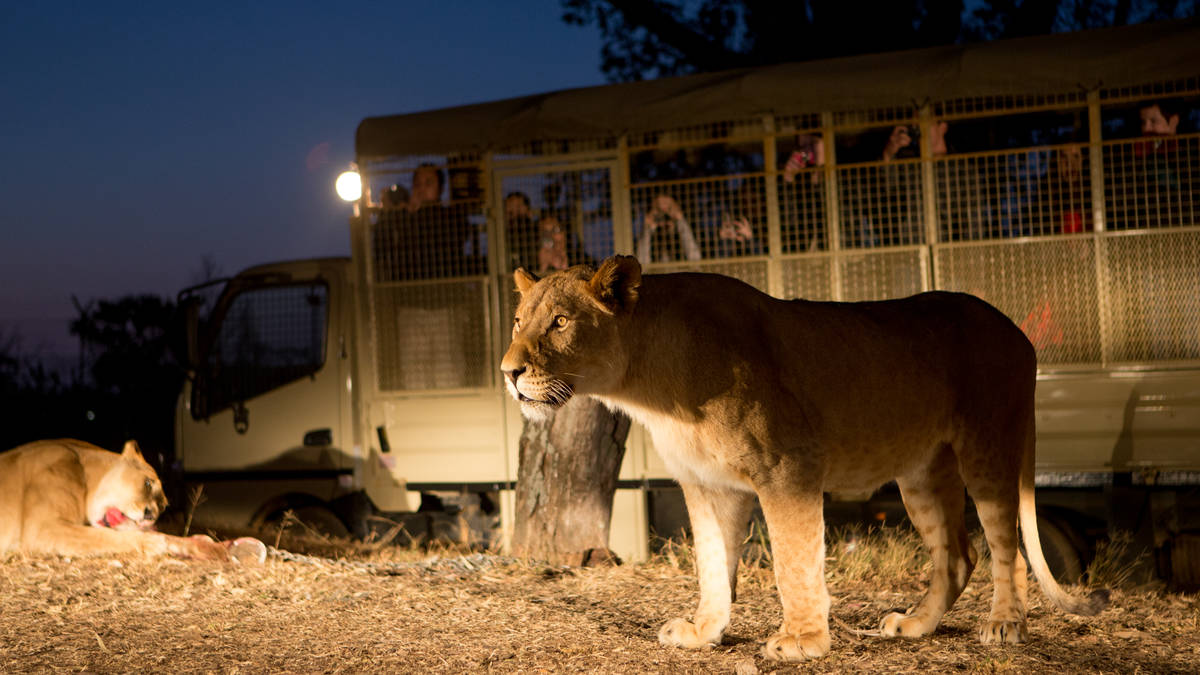 2 uur durende minisafari met extra leeuwen voeren in Broederstroom