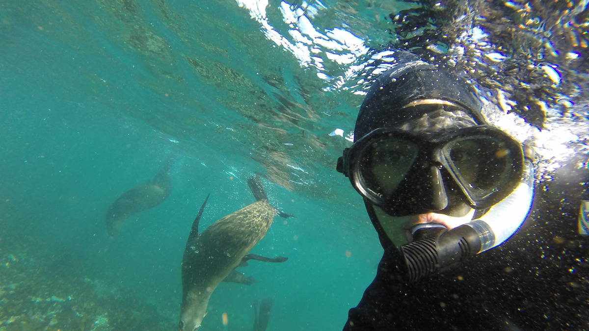 Snorkelen met zeehonden in Hout Bay