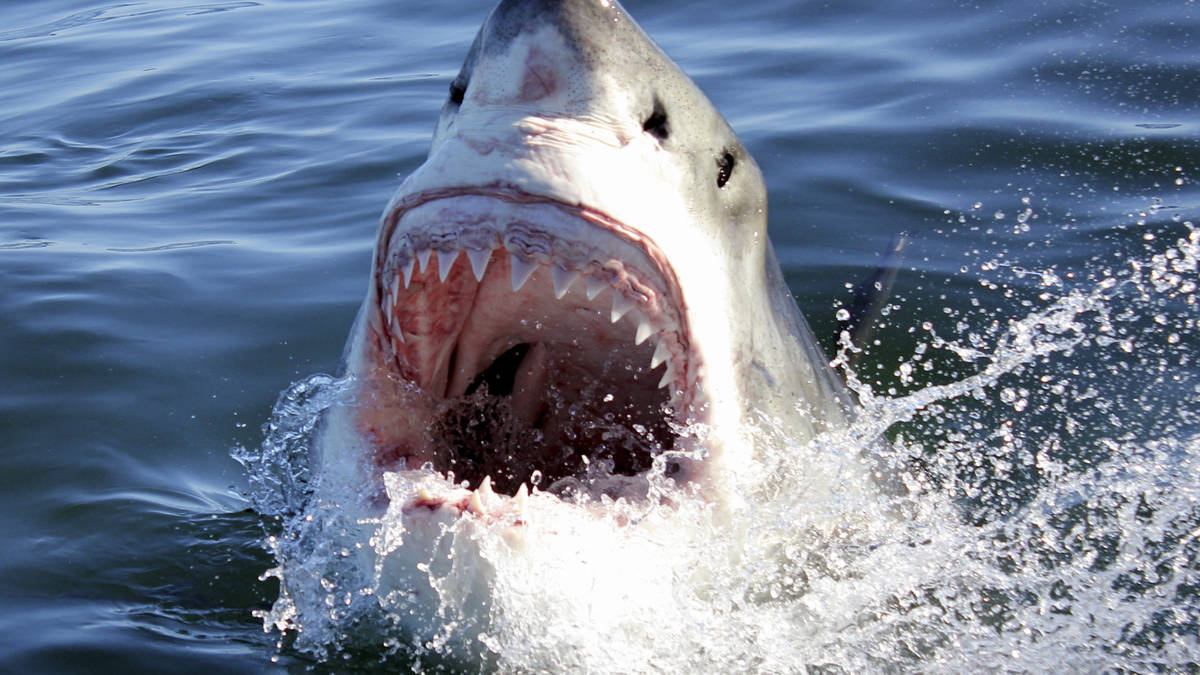 Kooi duiken met haaien in Gansbaai (korting voor Zuid-Afrikanen & self-drive)
