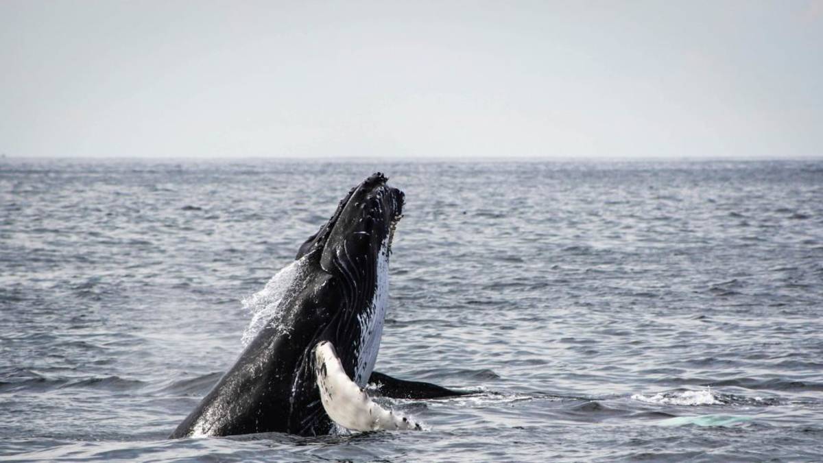 Walvissen kijken in Hermanus – terugreis vanuit Kaapstad