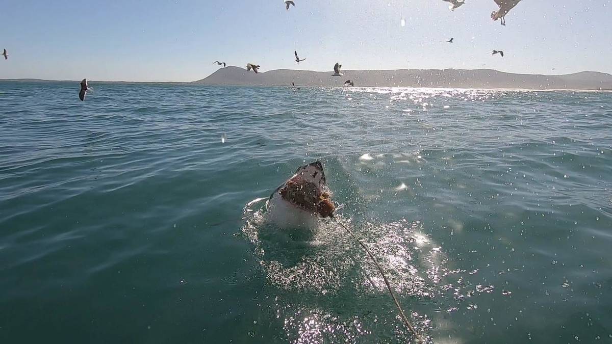 Kooiduiken met haaien in Van Dyk's Bay (retourtransfer vanuit Kaapstad)